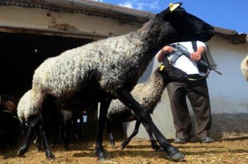 Türkiye'nin en değerli koyun sürüsü - Resim 16