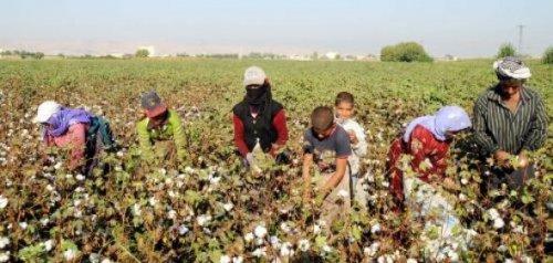 Şanlıurfa'da tarlalar dolu sınıflar boş - Resim 5