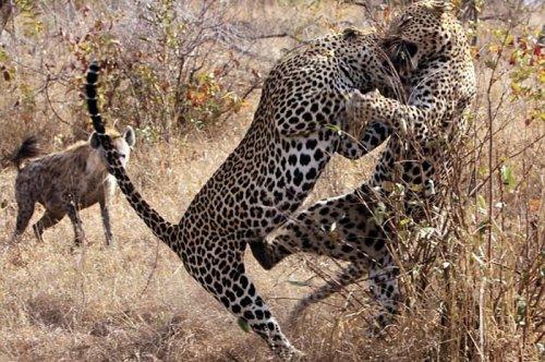 Vahşi doğanın avcı hayvanları 