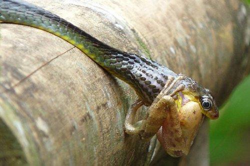 Vahşi doğanın avcı hayvanları 