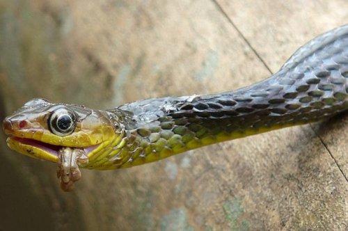 Vahşi doğanın avcı hayvanları 