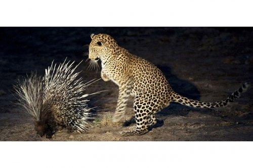 Vahşi doğanın avcı hayvanları 