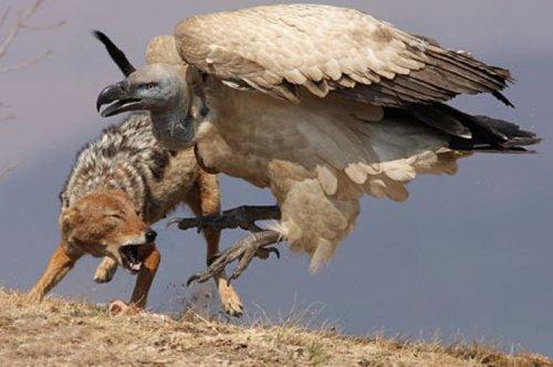 Vahşi doğanın avcı hayvanları 