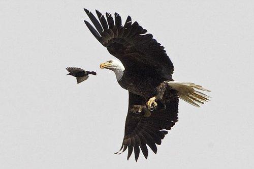 Vahşi doğanın avcı hayvanları 