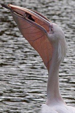 Vahşi doğanın avcı hayvanları 