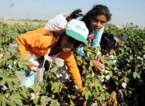 Şanlıurfa'da tarlalar dolu sınıflar boş - Resim 8