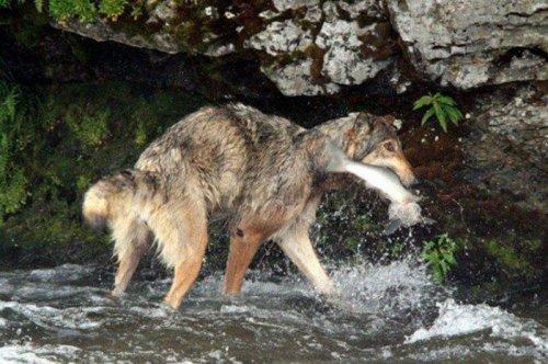 Vahşi doğanın avcı hayvanları 