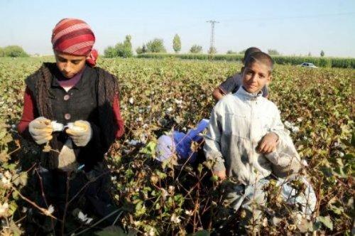 Şanlıurfa'da tarlalar dolu sınıflar boş - Resim 4