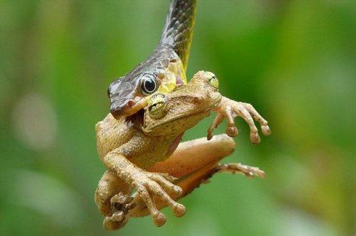 Vahşi doğanın avcı hayvanları 