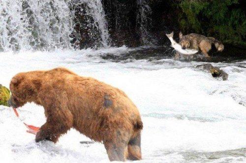 Vahşi doğanın avcı hayvanları 