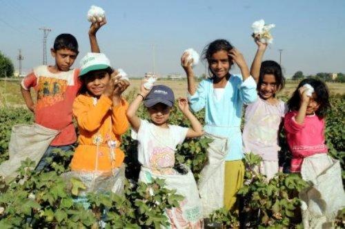 Şanlıurfa'da tarlalar dolu sınıflar boş - Resim 2
