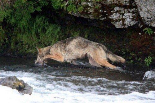 Vahşi doğanın avcı hayvanları 