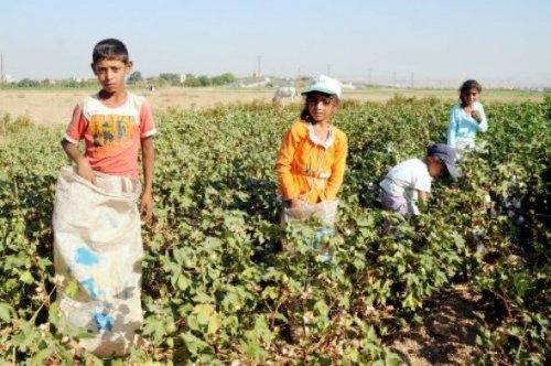 Şanlıurfa'da tarlalar dolu sınıflar boş - Resim 11