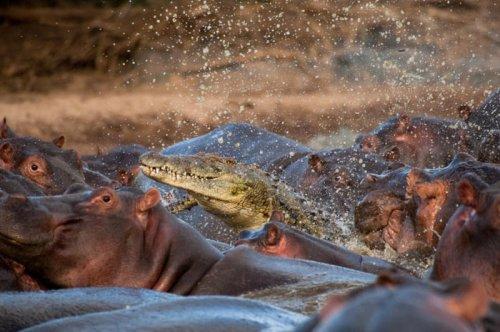 Vahşi doğanın avcı hayvanları 