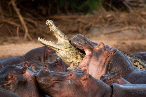 Vahşi doğanın avcı hayvanları 