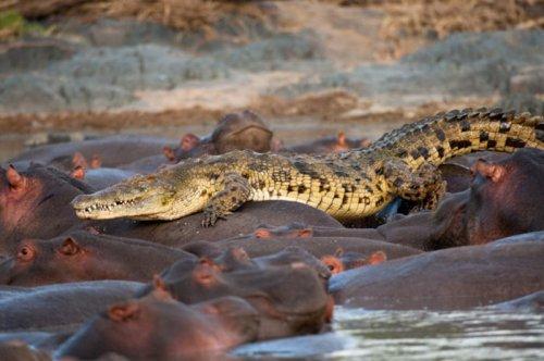 Vahşi doğanın avcı hayvanları 