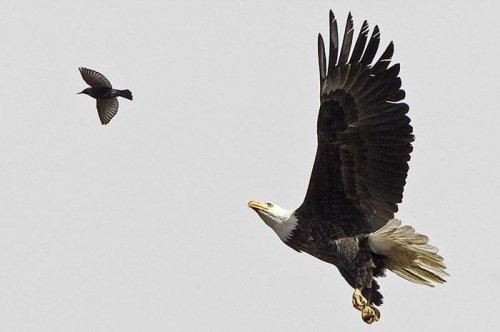 Vahşi doğanın avcı hayvanları 