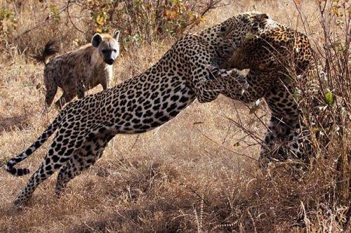 Vahşi doğanın avcı hayvanları 