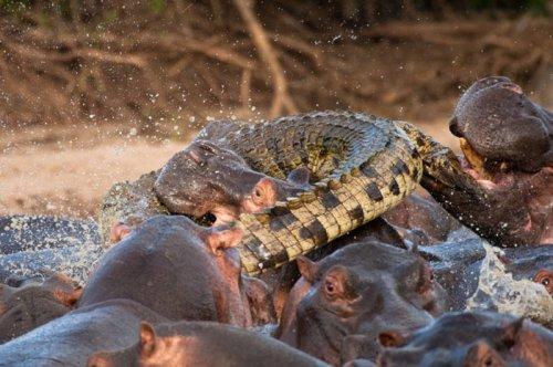 Vahşi doğanın avcı hayvanları 