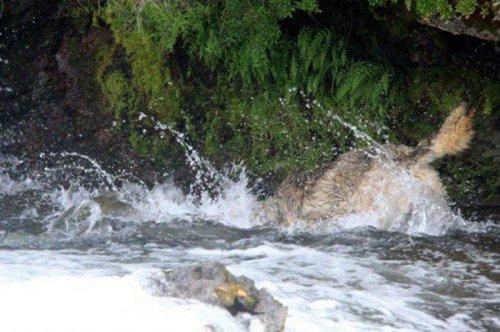 Vahşi doğanın avcı hayvanları 