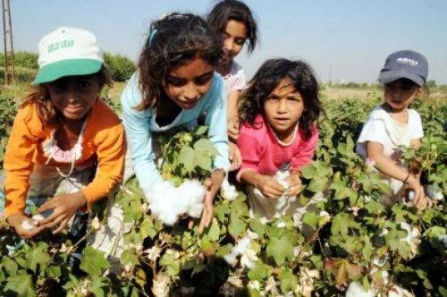 Şanlıurfa'da tarlalar dolu sınıflar boş - Resim 1
