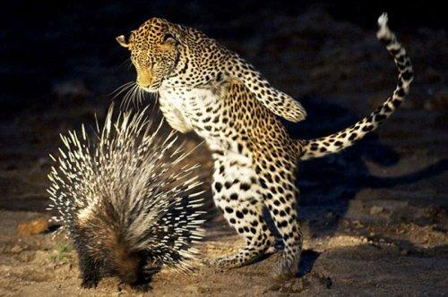 Vahşi doğanın avcı hayvanları 