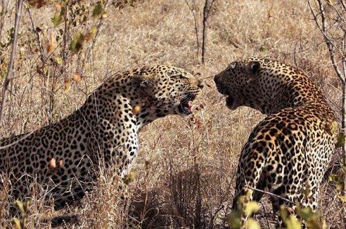 Vahşi doğanın avcı hayvanları 