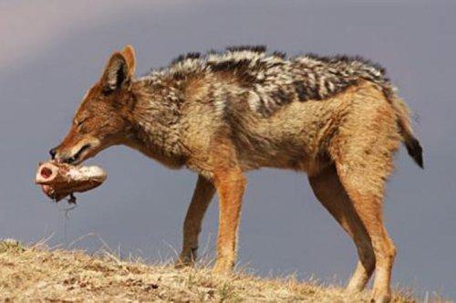 Vahşi doğanın avcı hayvanları 