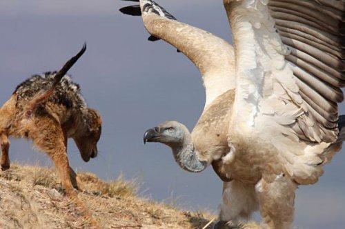 Vahşi doğanın avcı hayvanları 