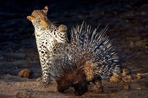 Vahşi doğanın avcı hayvanları 