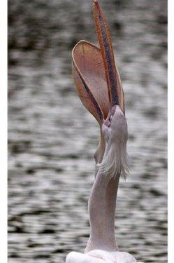 Vahşi doğanın avcı hayvanları 