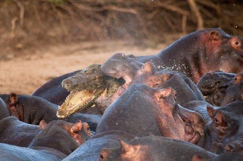 Vahşi doğanın avcı hayvanları 