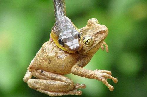 Vahşi doğanın avcı hayvanları 