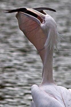 Vahşi doğanın avcı hayvanları 