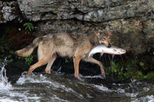 Vahşi doğanın avcı hayvanları 