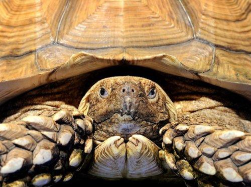 National Geographic'te geçen ay - Resim 1