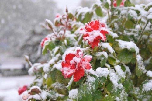 Kırklareli ve Edirne kara teslim - Resim 4