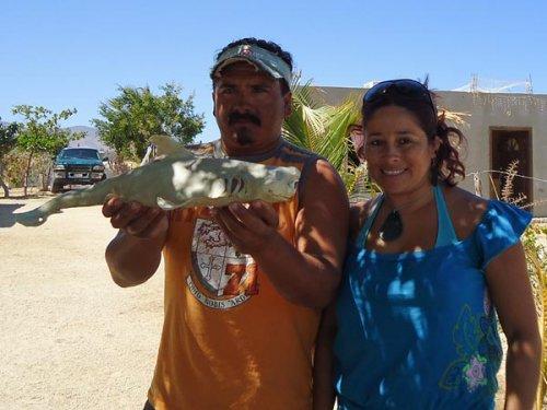 Tek gözlü albino köpek balığı