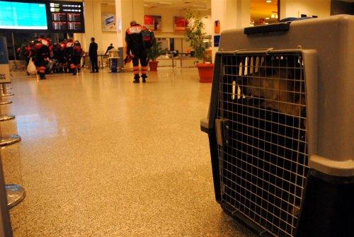 Kare kare Van depremi