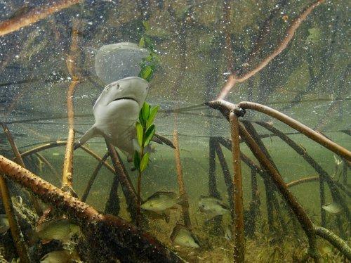 National Geographic'te Ekim ayı  - Resim 9