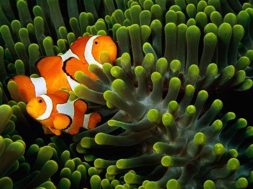 National Geographic'te Ekim ayı  - Resim 31