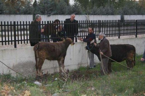Türkiye'den Kurban Bayramı manzaraları