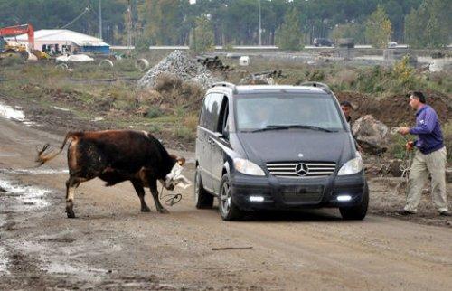 Türkiye'den Kurban Bayramı manzaraları