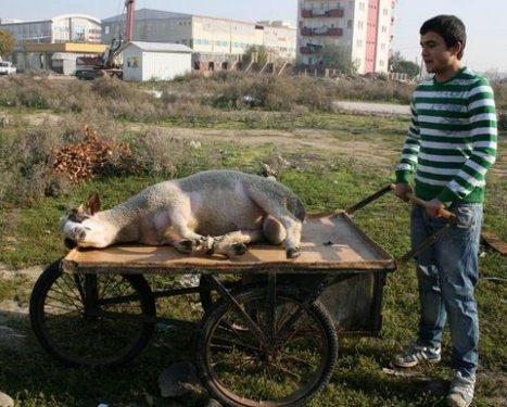 Türkiye'den Kurban Bayramı manzaraları