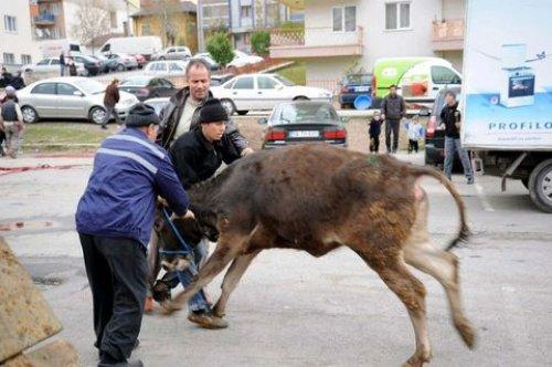 Türkiye'den Kurban Bayramı manzaraları