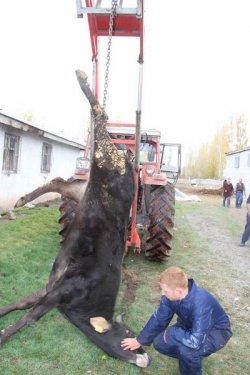 Türkiye'den Kurban Bayramı manzaraları