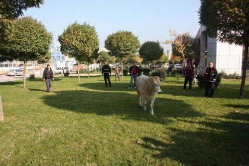 Türkiye'den Kurban Bayramı manzaraları