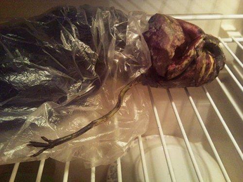 Uzaylı cesedini 2 yıl buzdolabında sakladı