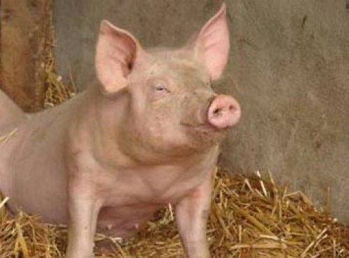 Türkiye'de yaşamak için 37 neden