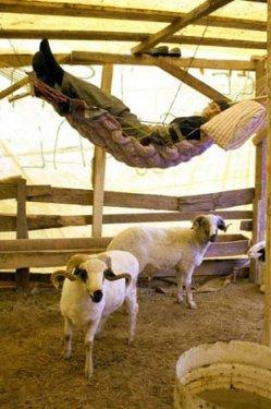 Yurdum insanı fıkra gibi